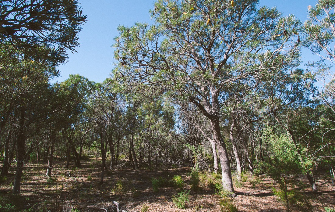 banksia-woodland_bushblock