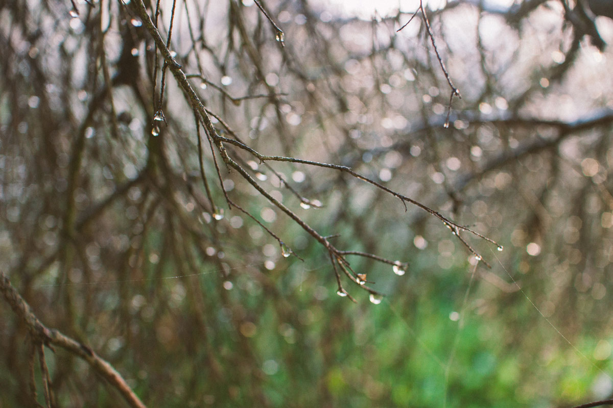 raindrops-tears-on-branches_bushblock