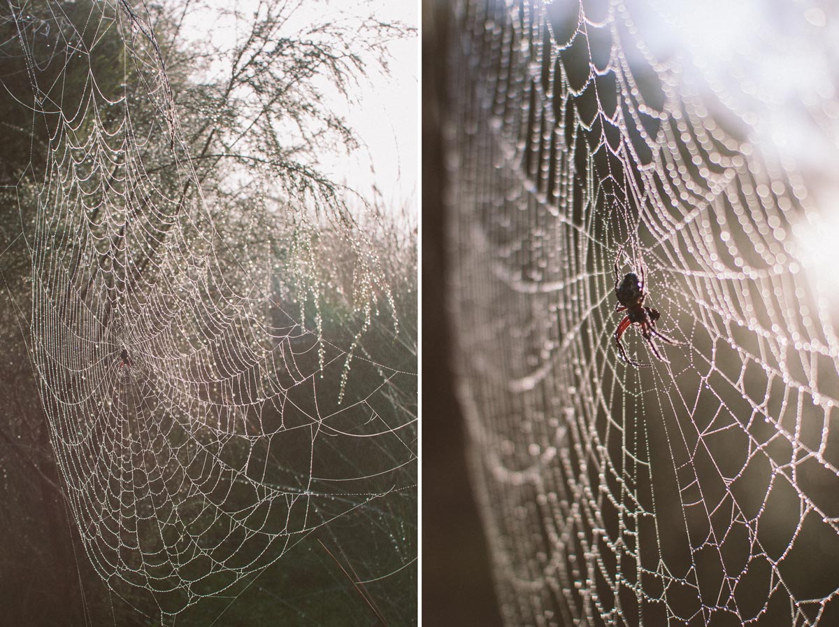 spider-web-in-the-rain_bushblock