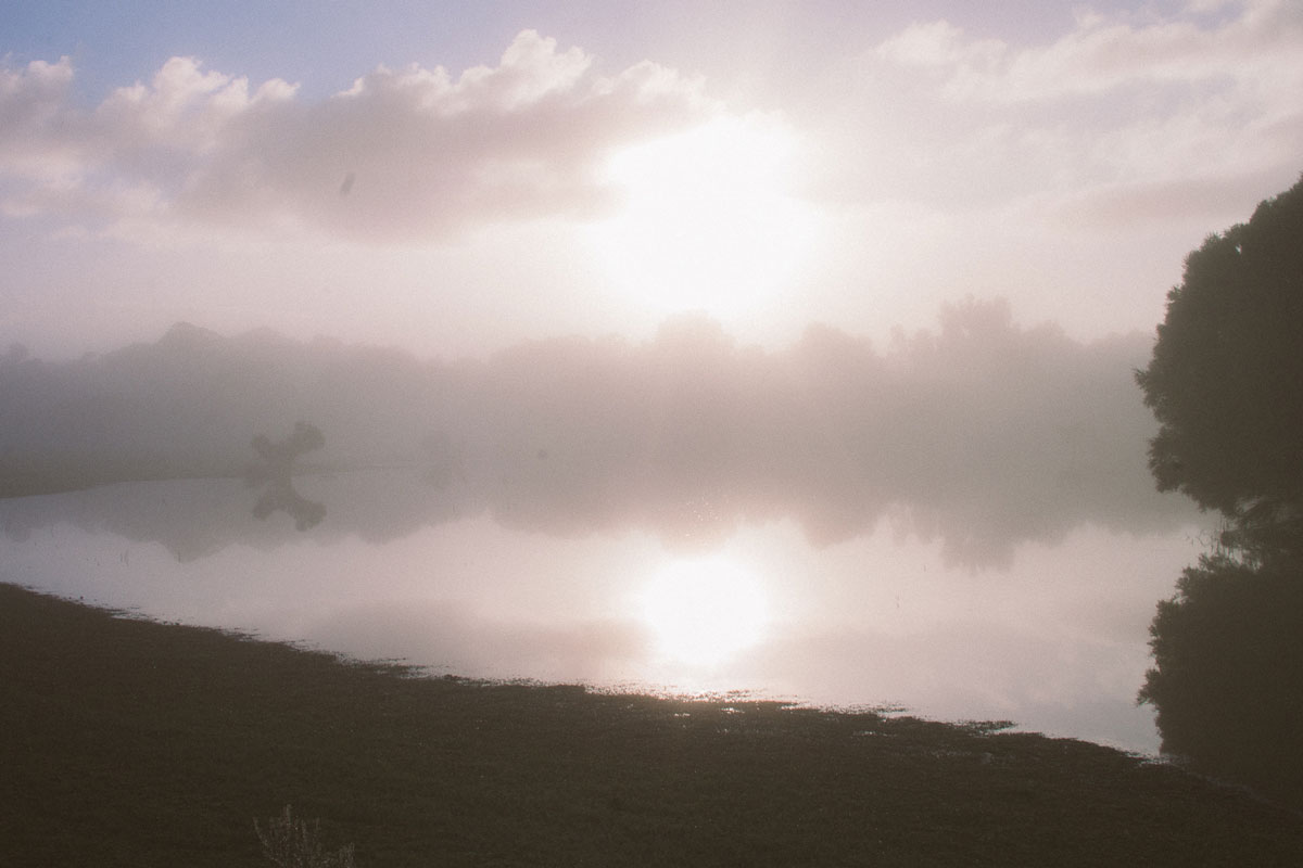 wetland-fog-sunrise_bushblock