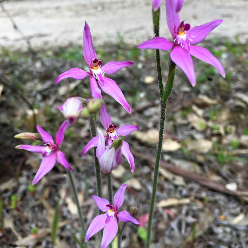fairy-orchids Caladenia latifolia-bushblock